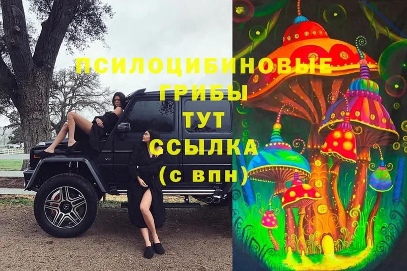 ОМГ ОМГ   цена   Серов  Галлюциногенные грибы Cubensis 